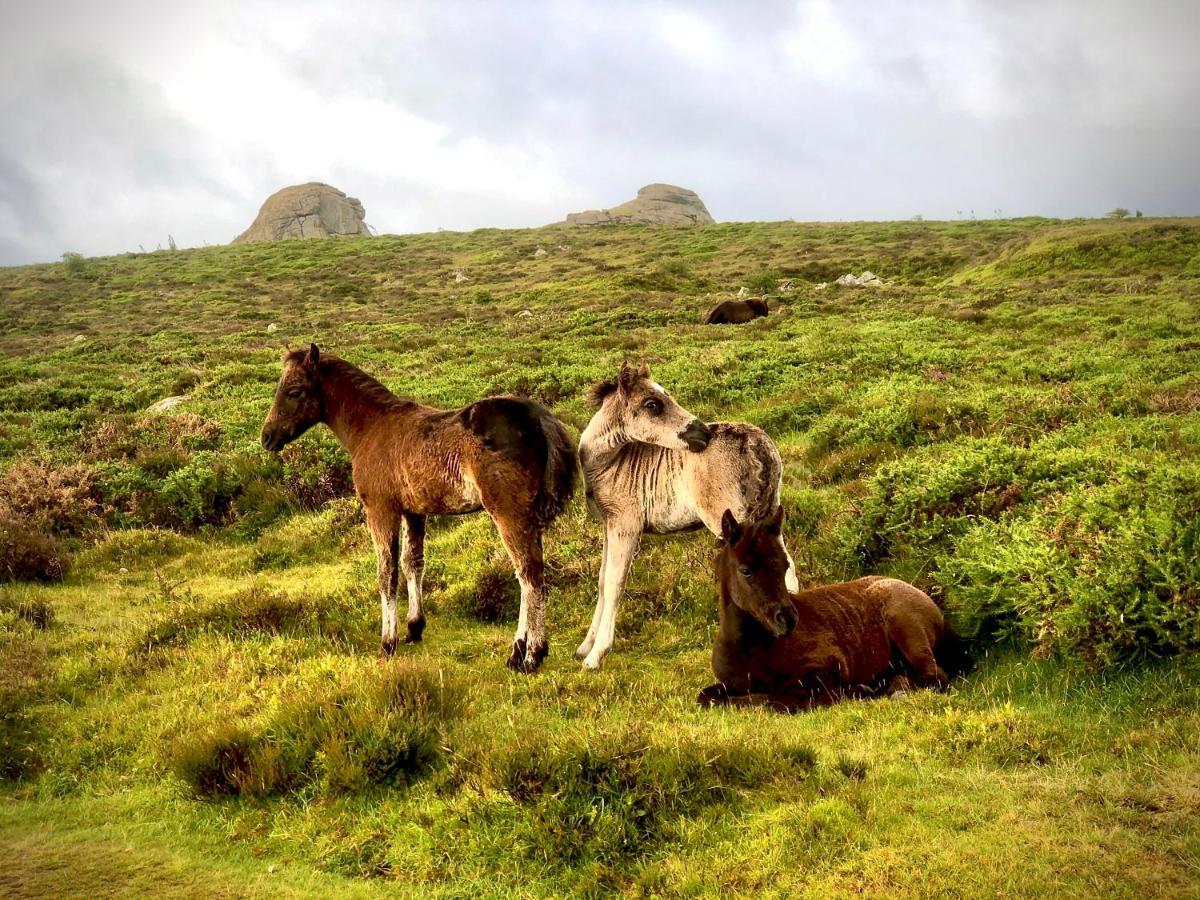 Haytor Court, Haytor, Dartmoor Apartment Ngoại thất bức ảnh